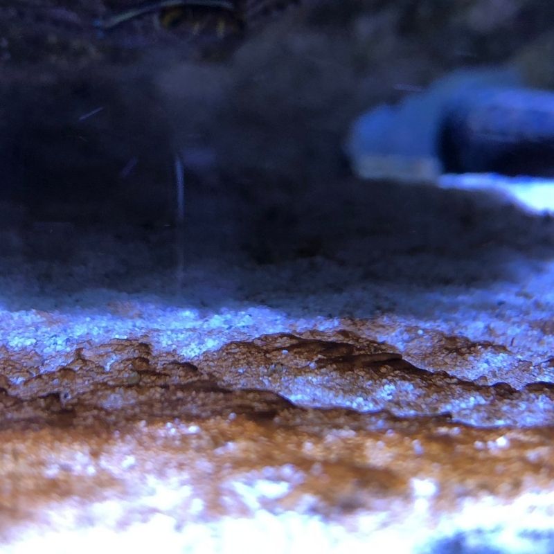 Dinoflagellaten auf Sand im Aquarium